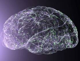Illustration of a brain with outlines
