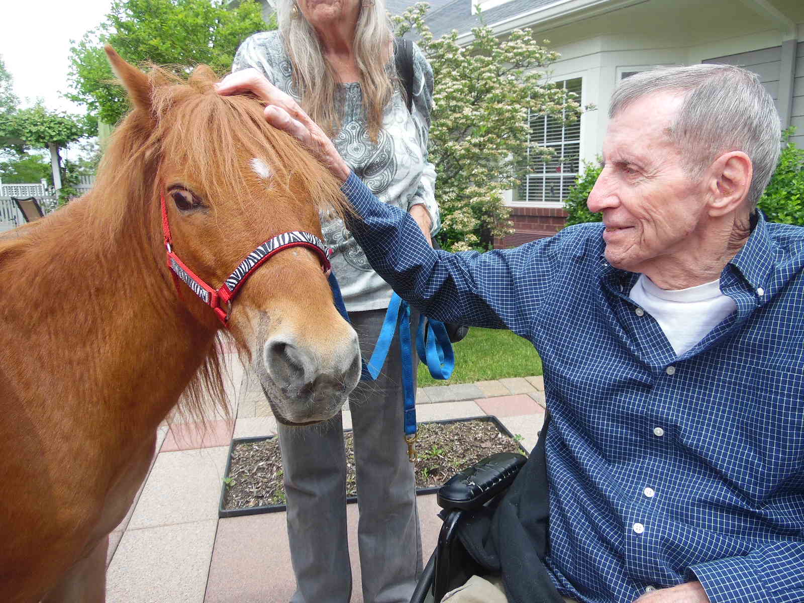 Animal Therapy with Horses