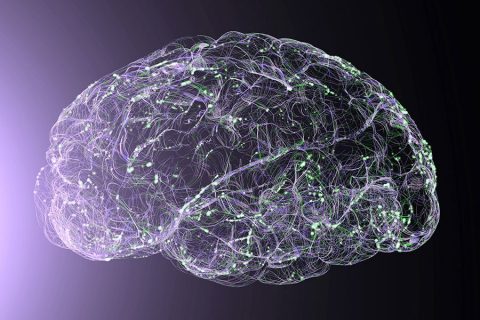 Illustration of a brain with outlines